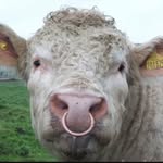 Ruben Ulises Rodriguez Montoya