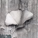 Alexandre Nitzsche Cysne