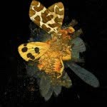 Mat Collishaw
