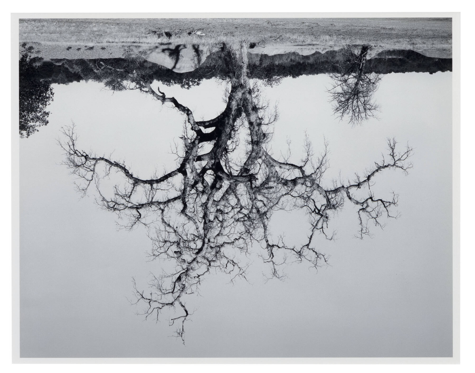 Oak Tree, Red Bluff #8