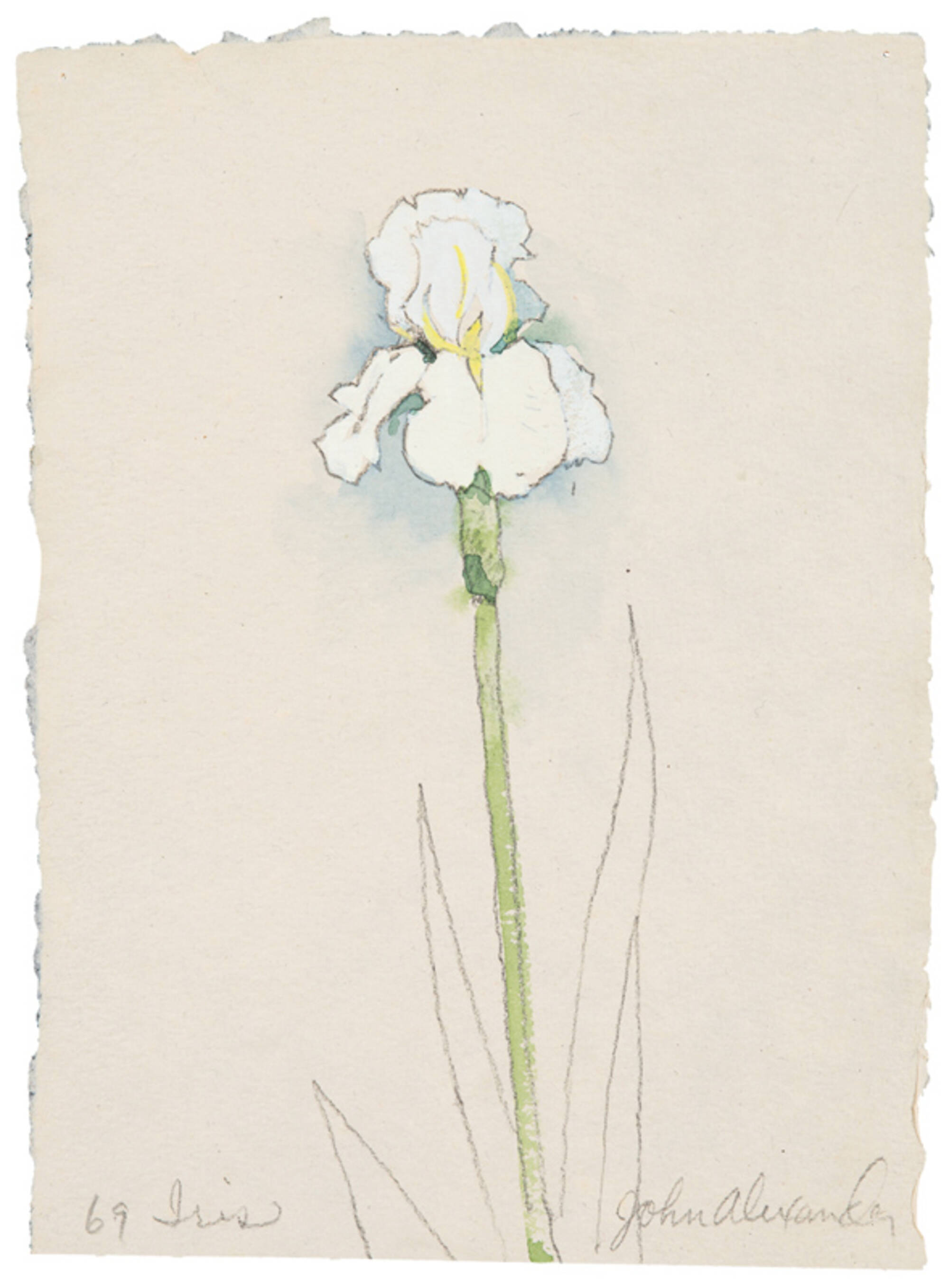 Lilies and Iris (2)