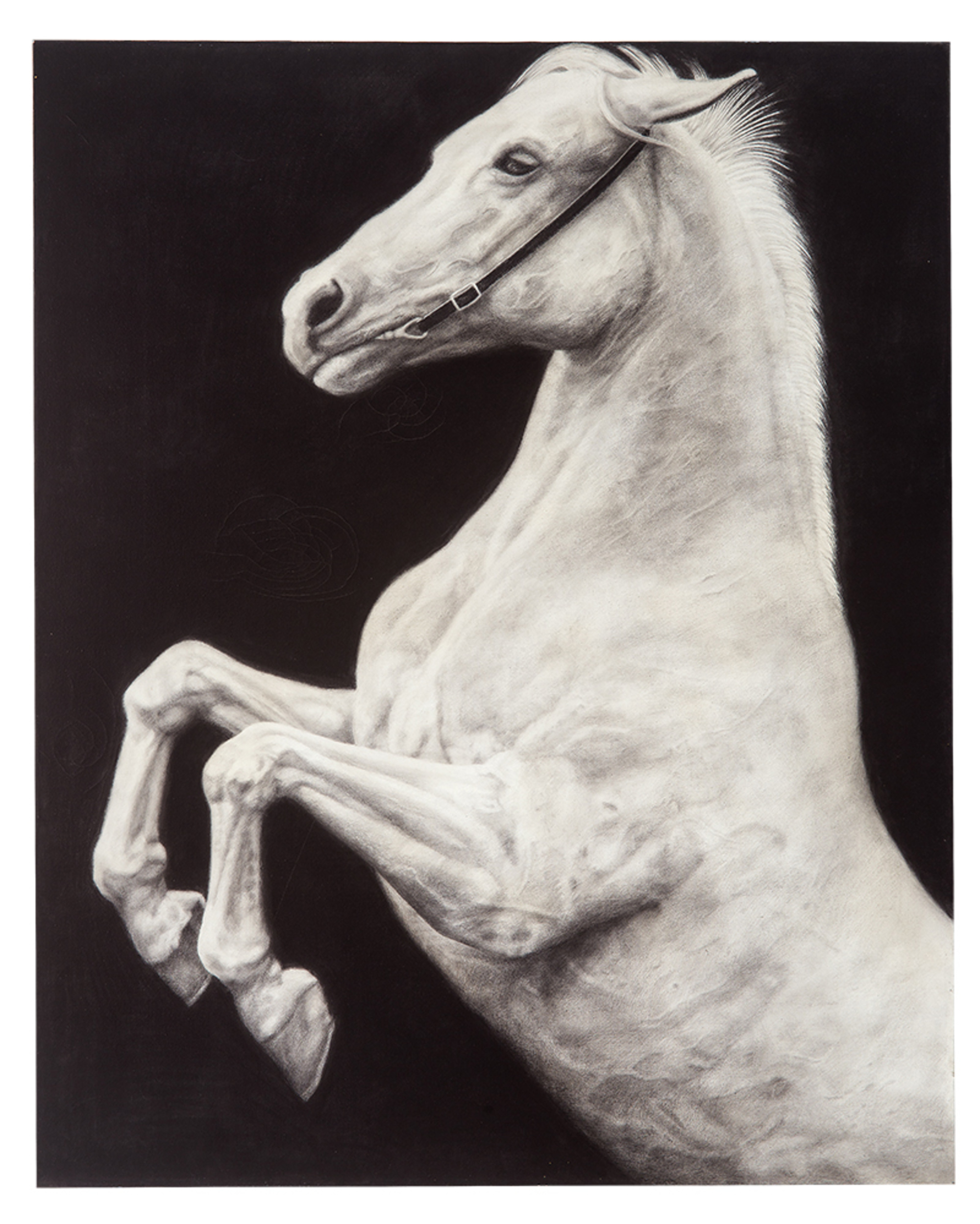 Horse 12