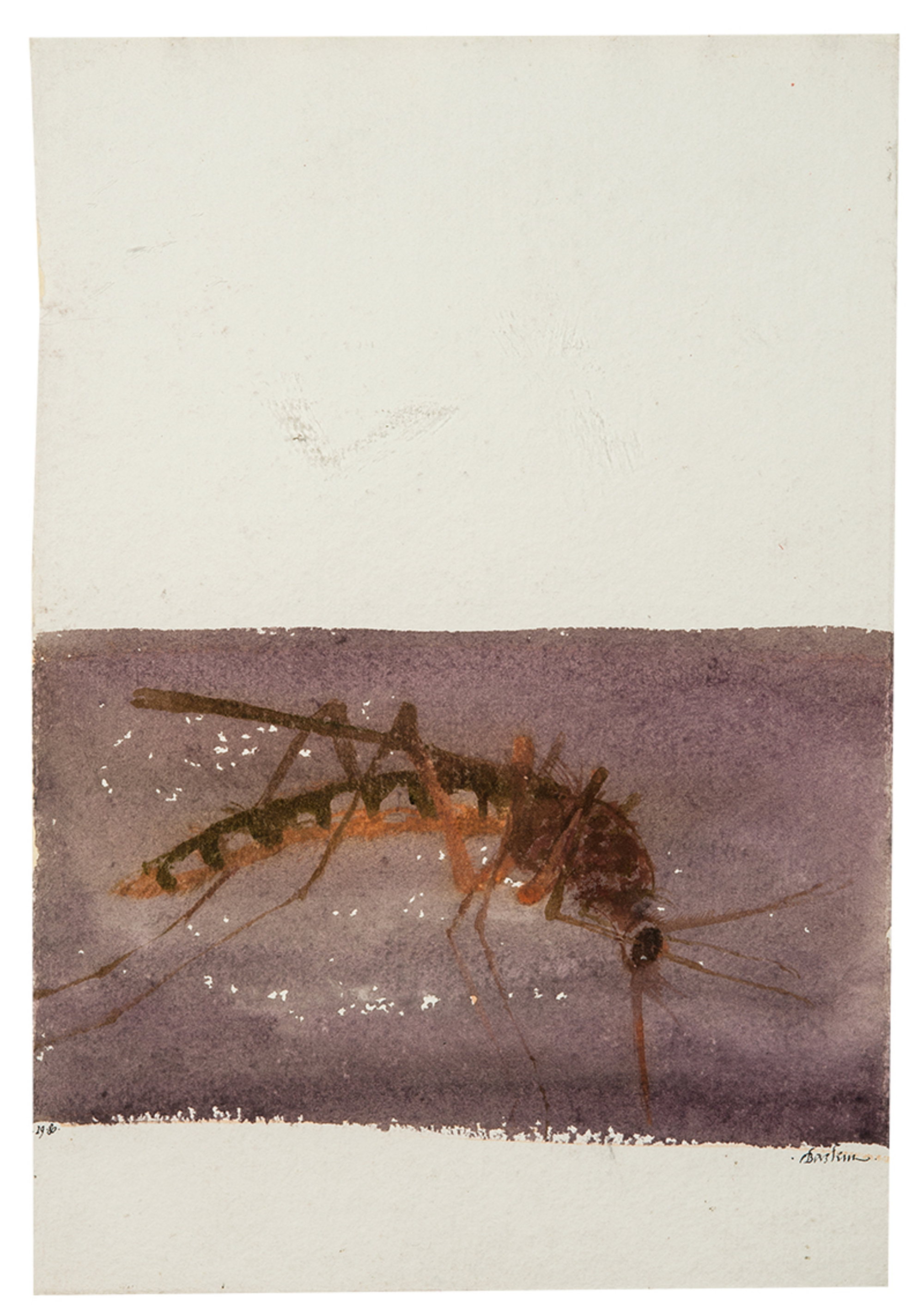 The Muskellunge; The Mosquito (from Under the North Star) (2)