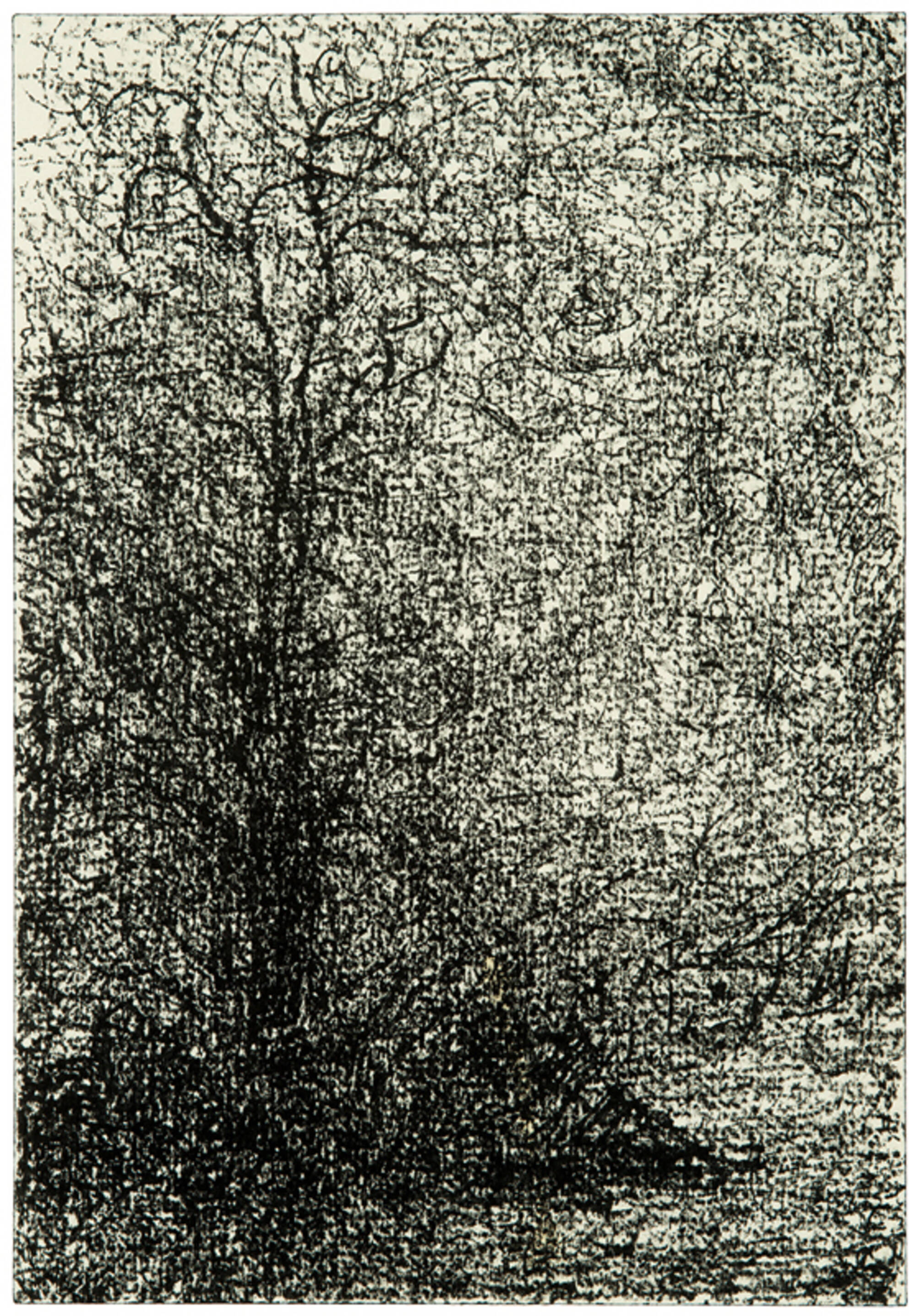 Winterwood