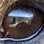 Maximiliane Baumgartner