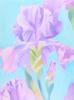 Grazie dei fiori Grazie dei fiori