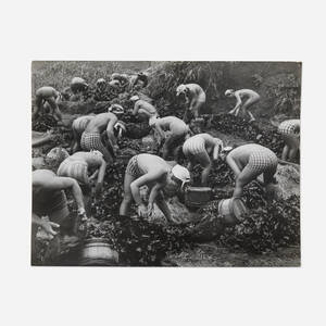 Seaweed Harvest