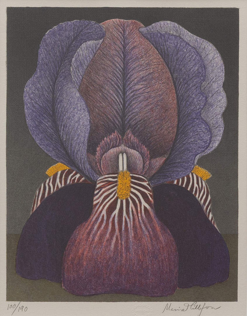 Irisblomma, litografi nr 100/190, signerad.
