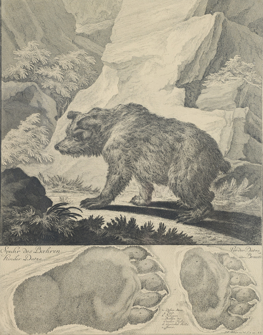 Björnens spår, grafiskt blad, Tyskland.