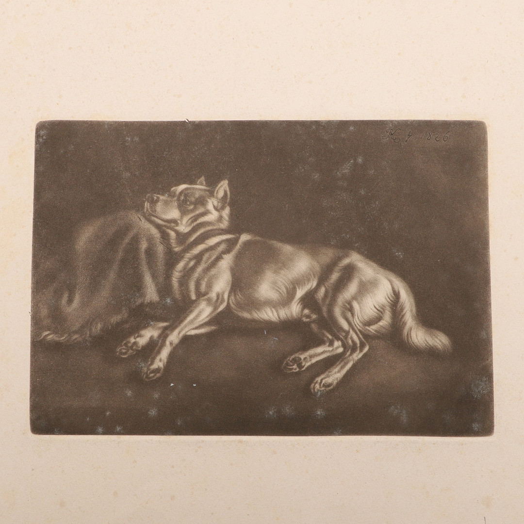 STUDY OF A DOG.
