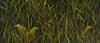 LIN ONUS, FROGS IN RIVERGRASS, 1996