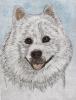 - SAMOYED DOG - LISTED ARTIST ORIGINAL ETCHING S&N