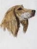 - SALUKI DOG - LISTED ARTIST ORIGINAL ETCHING S&N