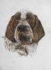 - ITALAIN SPINONE DOG - ORIGINAL ETCHING - S&N