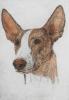- IBIZAN HOUND DOG - HAND COLORED ETCHING -S&N