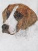 - HARRIER DOG - LISTED ARTIST ORIGINAL ETCHING - S&N