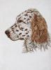 - ENGLISH SETTER DOG - LISTED ARTIST ETCHING - S&N