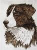 - BORDER COLLIE DOG - ORIGINAL ETCHING - S&N