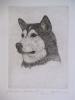 - ALASKAN MALAMUTE - ORIGINAL ETCHING - S&N