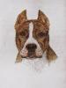 - AMERICAN PIT BULL DOG - HAND COLORED ETCHING - S&N