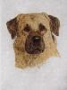 - ANATOLIAN DOG - HAND COLORED ETCHING - S&N