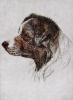 - AUSTRALIAN SHEPHERD - HAND COLORED ETCHING - S&N