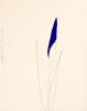 Donald Sultan, Iris.