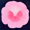 Jo Self, Pink Geranium - from the garden of HH the XIVth Dalai Lama.