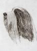 - BEARDED COLLIE - LISTED ARTIST ETCHING -S&N