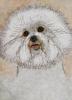 - BICHON FRISE DOG - ORIGINAL ETCHING - S&N