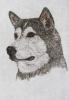 - ALASKAN MALAMUTE DOG - LISTED ARTIST ETCHING -S&N