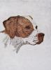 - ENGLISH POINTER DOG - LISTED ARTIST ETCHING - S&N