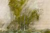 Gottfried Salzmann, Arbres.