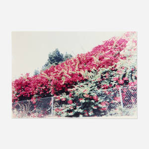 Bougainvillea in Hollywood
