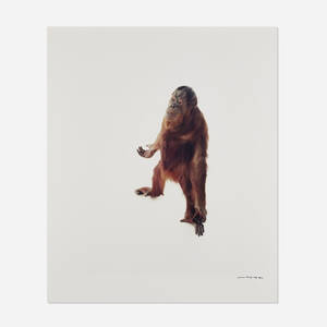 Orangutan (from the Animal series)