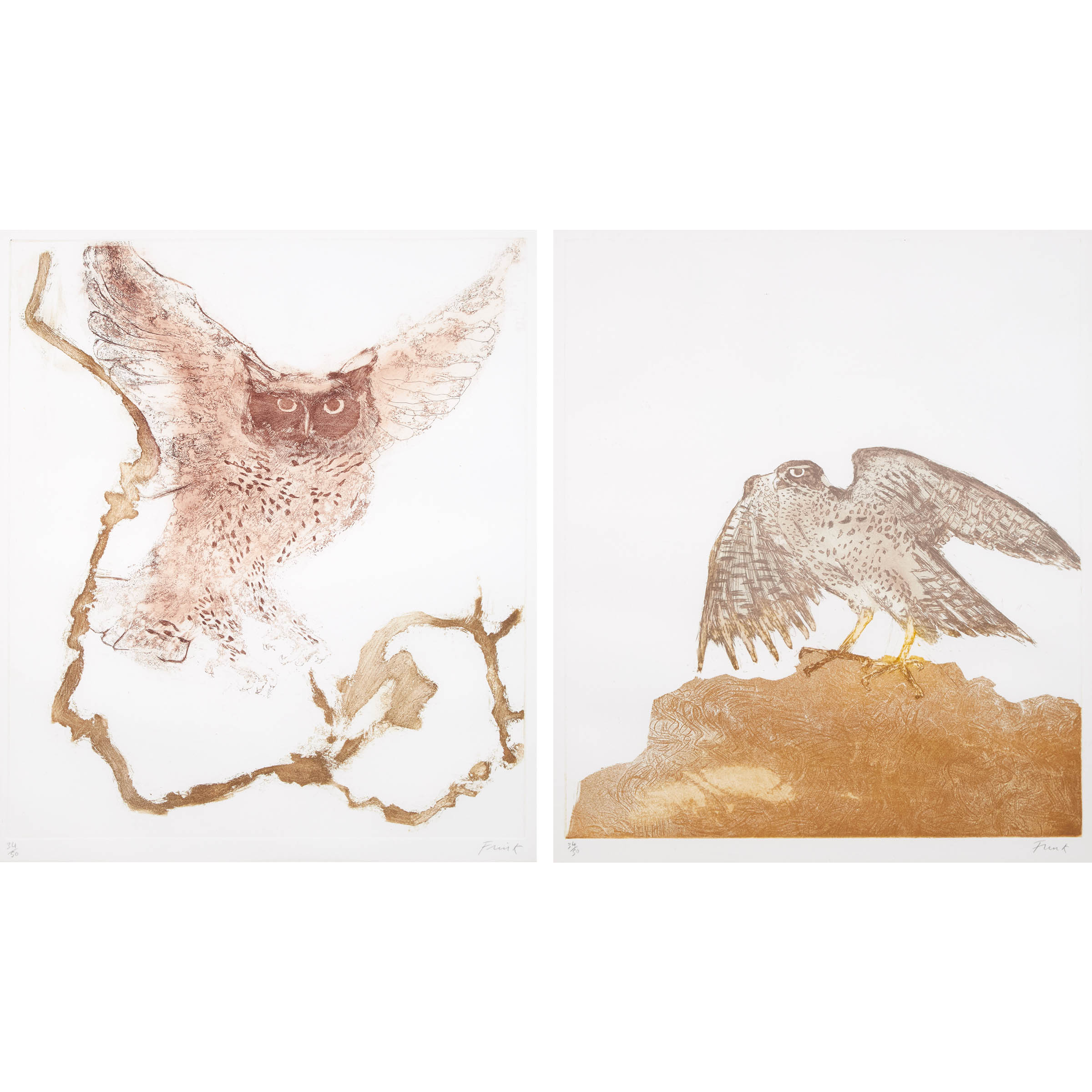 GOSHAWK; LONG-EARED OWL, FROM BIRDS OF PREY