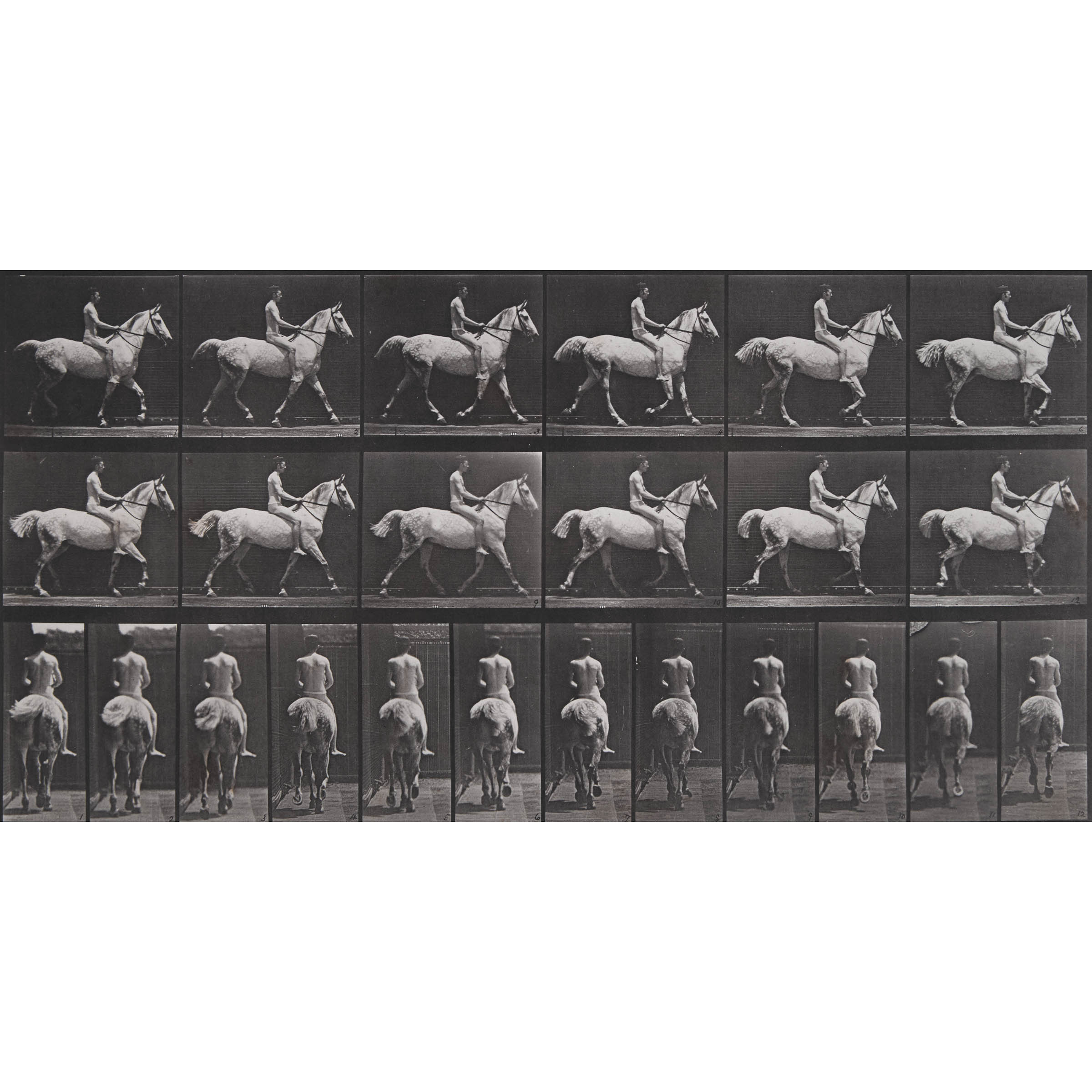 Plate 602 from Animal Locomotion