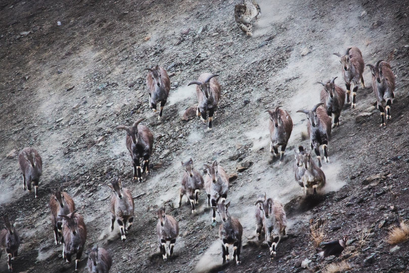 "The Hunt".