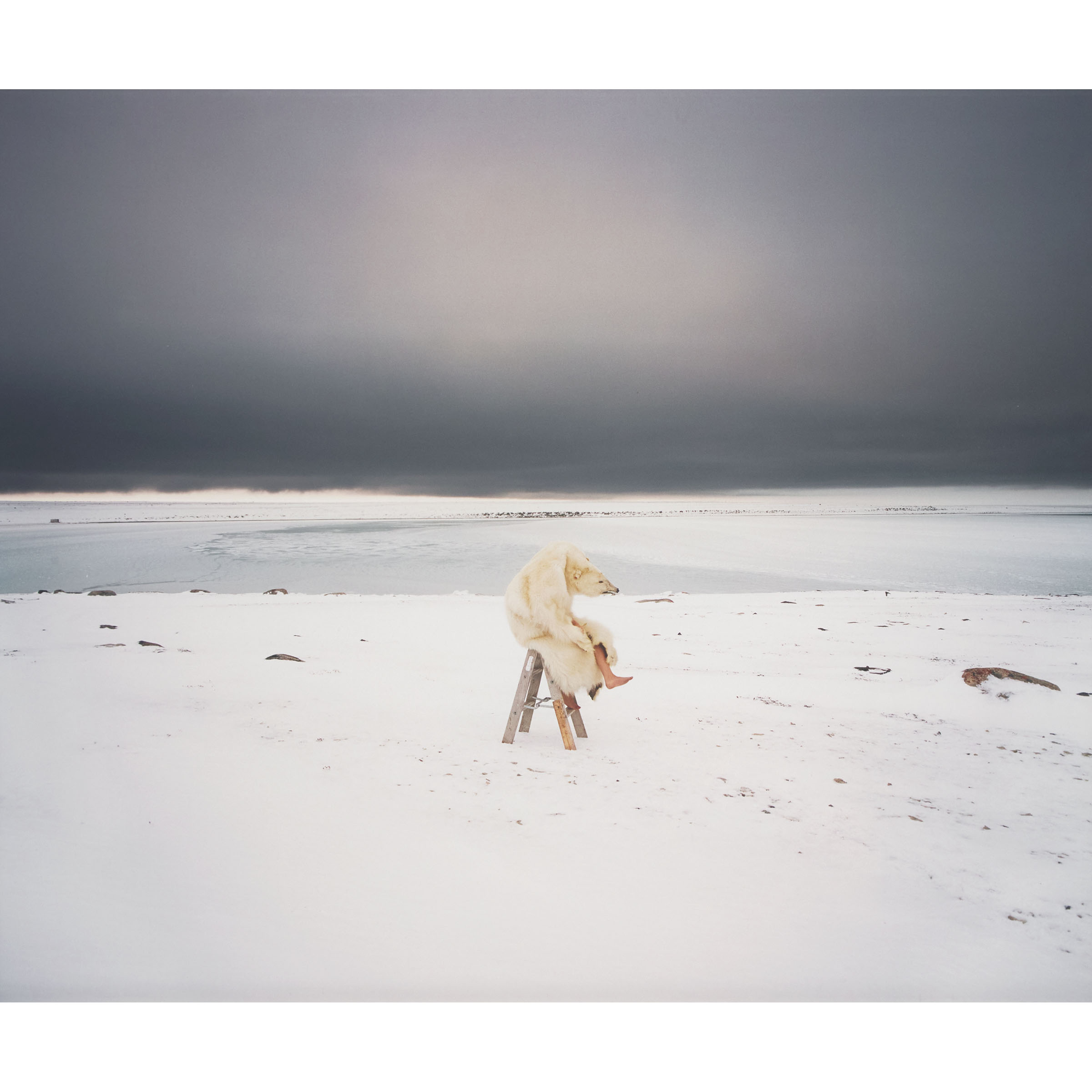 POLAR BEAR, FROM "IGLOOLIK," 2007-2008 (FROM THE CONTACT PHOTOGRAPHY COLLECTION)