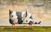 Dobell's cow on trestle, 1995
