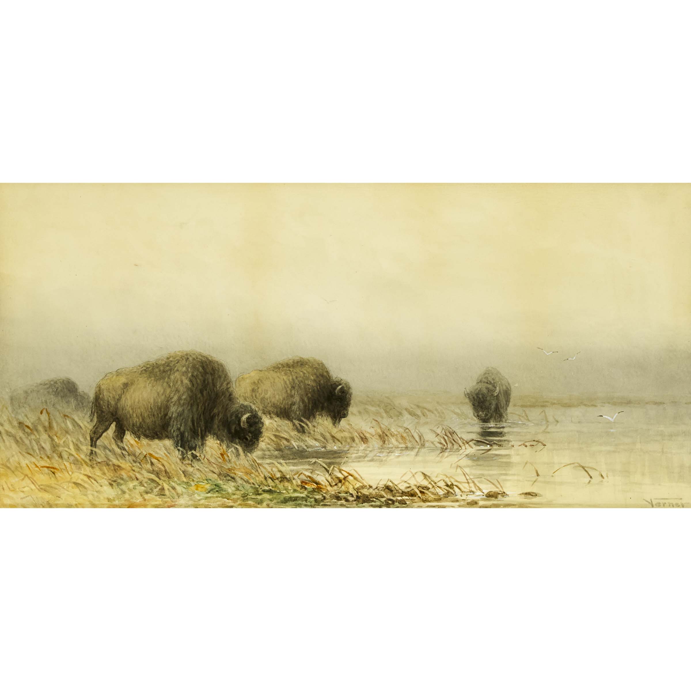 Untitled (Bisons at Water'S Edge)