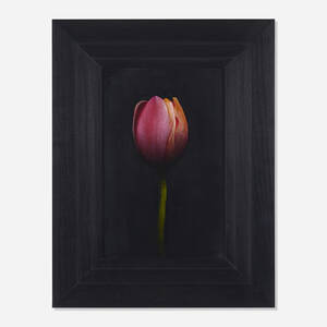 Untitled (Red Tulip)