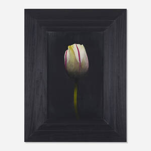 Untitled (White Tulip)