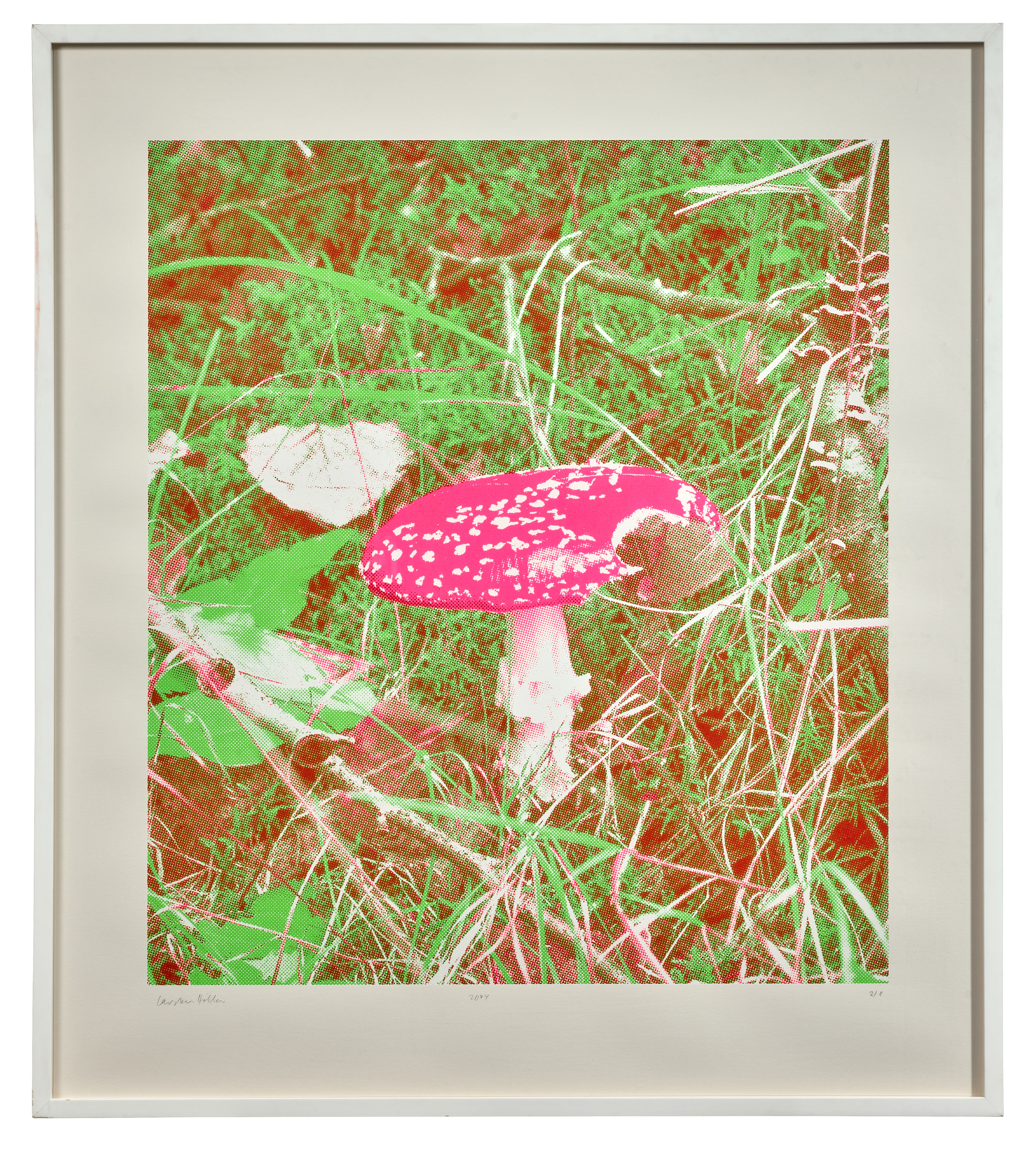 Amanite fluorescente - 2004
