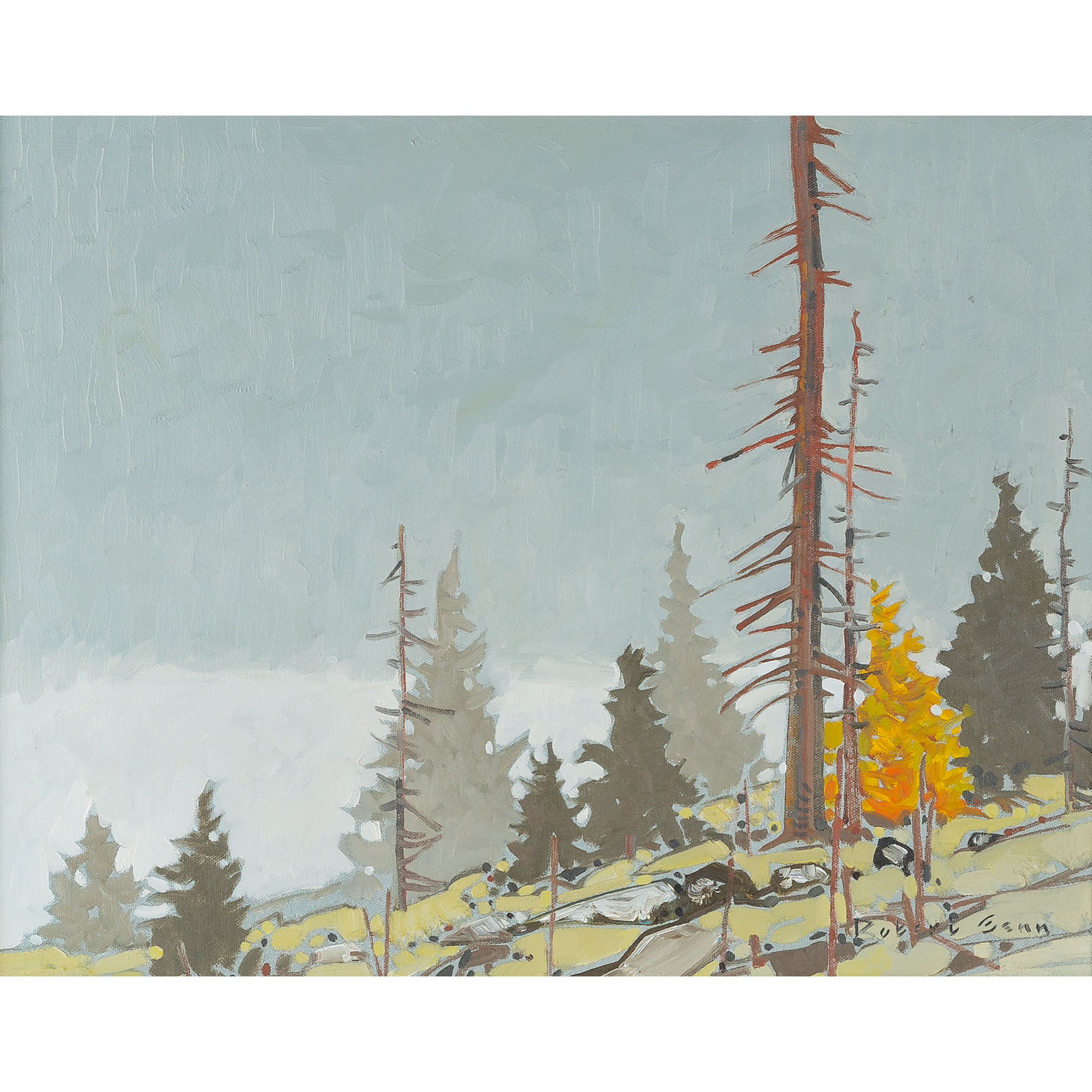 Cariboo Forest Fog