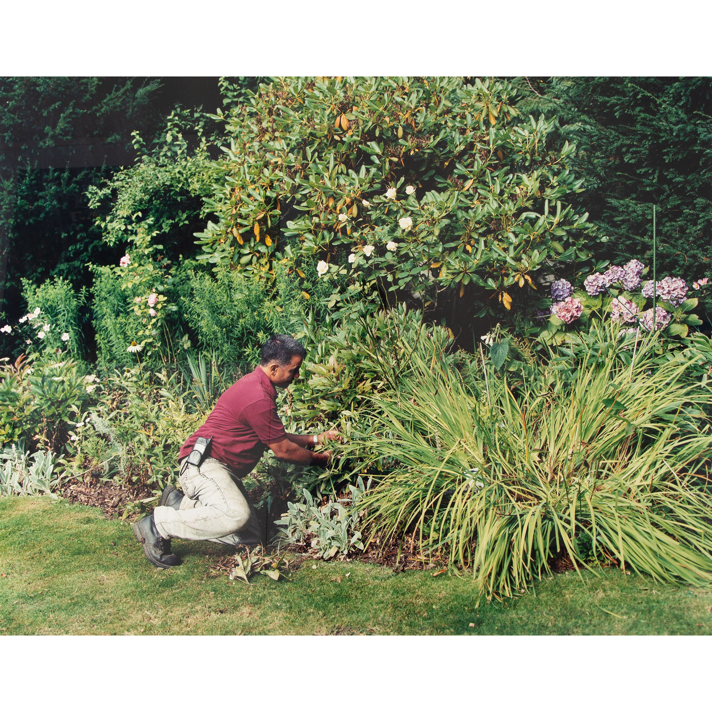 Trimming, Late Summer, Sarwan Thind