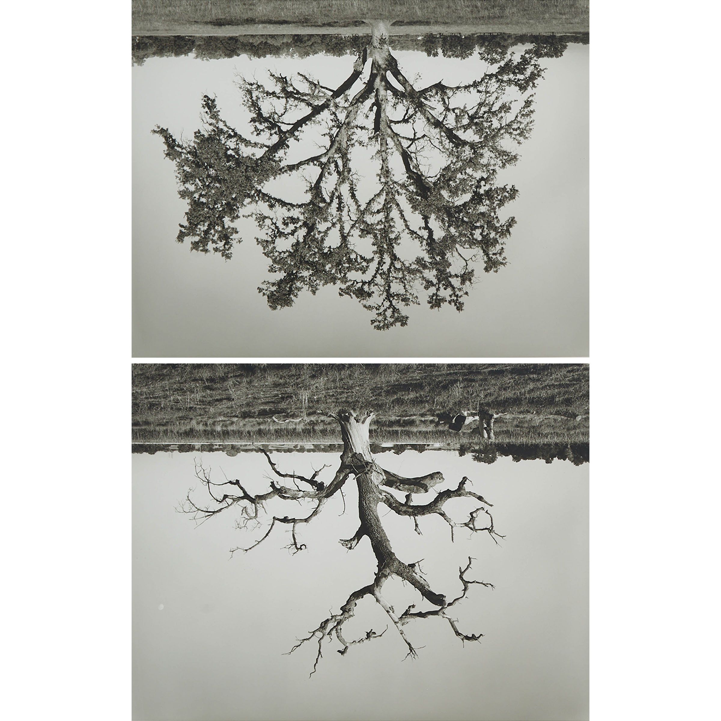 Untitled Diptych (Oak Trees Red Bluff), 1993-1994