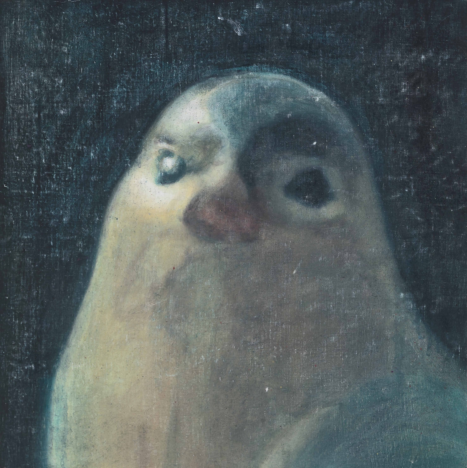 Straight Face Bird
