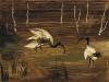 Ibis in Swamp 1964