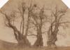 - Untitled (Chestnut Tree of Cento Cavalli), 1890s
